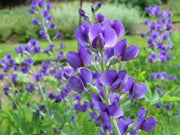 Wild indigo Seeds ,BLUE FLOWERS, PERENNIAL FLOWERS - Caribbean garden seed