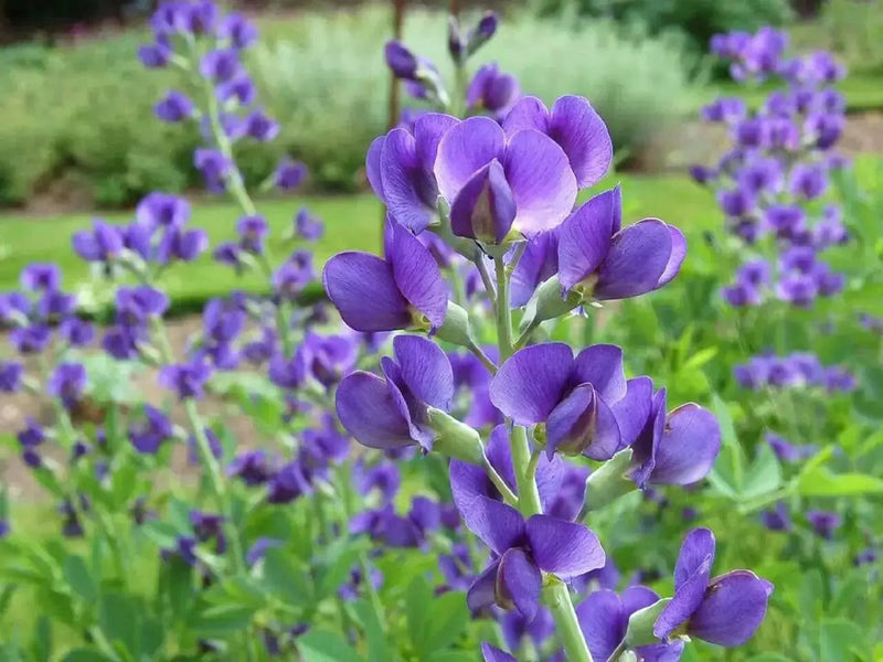 Wild indigo Seeds ,BLUE FLOWERS, PERENNIAL FLOWERS - Caribbean garden seed