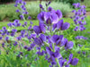 Wild indigo Seeds ,BLUE FLOWERS, PERENNIAL FLOWERS - Caribbean garden seed