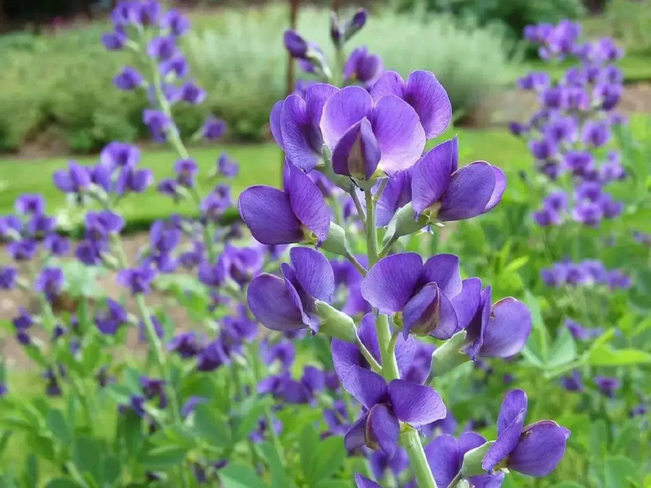 Wild indigo Seeds ,BLUE FLOWERS, PERENNIAL FLOWERS - Caribbean garden seed