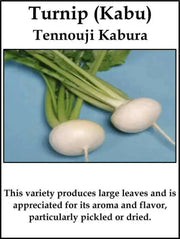 White Turnip Seeds  "Tennouji Kabura" Asian Vegetable. - Caribbean garden seed