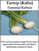White Turnip Seeds  "Tennouji Kabura" Asian Vegetable. - Caribbean garden seed