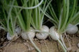 White Turnip Seeds  "Tennouji Kabura" Asian Vegetable. - Caribbean garden seed