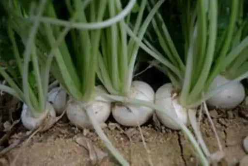 White Turnip Seeds  "Tennouji Kabura" Asian Vegetable. - Caribbean garden seed