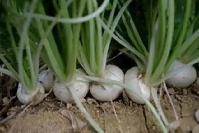 White Turnip Seeds  "Tennouji Kabura" Asian Vegetable. - Caribbean garden seed