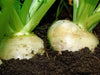 White Turnip Seeds  "Tennouji Kabura" Asian Vegetable. - Caribbean garden seed