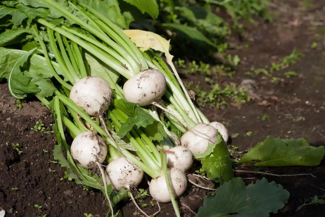 White Turnip Seeds  "Tennouji Kabura" Asian Vegetable. - Caribbean garden seed