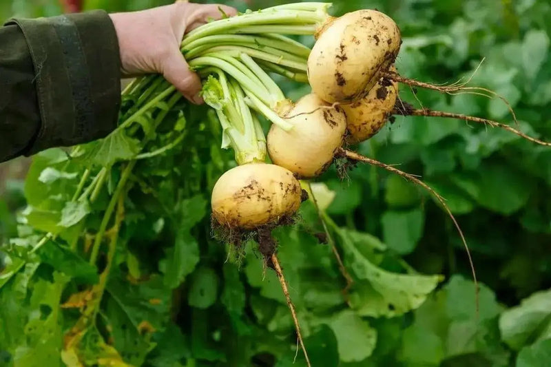 White Turnip Seeds  "Tennouji Kabura" Asian Vegetable. - Caribbean garden seed