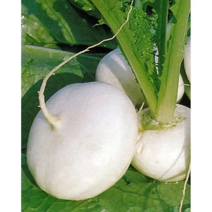 White Turnip Seeds  "Tennouji Kabura" Asian Vegetable. - Caribbean garden seed