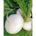 White Turnip Seeds  "Tennouji Kabura" Asian Vegetable. - Caribbean garden seed