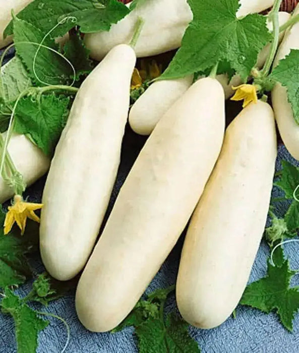 White Wonder CUCUMBER SEEDS, Gmo free Vegetables - Caribbean garden seed