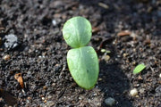 White Wonder CUCUMBER SEEDS, Gmo free Vegetables - Caribbean garden seed