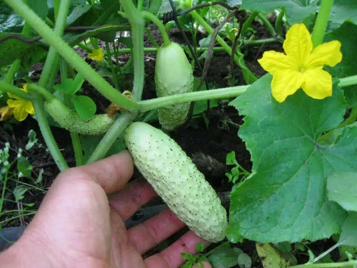 White Wonder CUCUMBER SEEDS, Gmo free Vegetables - Caribbean garden seed