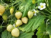 White Strawberry - Pineberry  bareroot - Caribbean garden seed