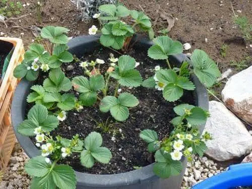 White Strawberry - Pineberry  bareroot - Caribbean garden seed
