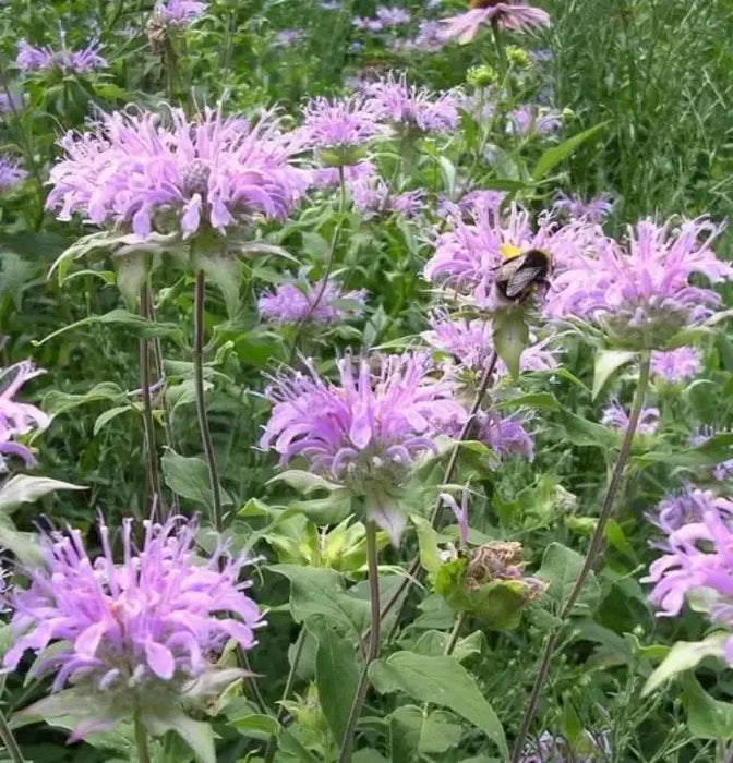 Wild Bergamot (Bee Balm Seeds,) - Perennial herb - Caribbean garden seed