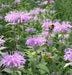 Wild Bergamot (Bee Balm Seeds,) - Perennial herb - Caribbean garden seed