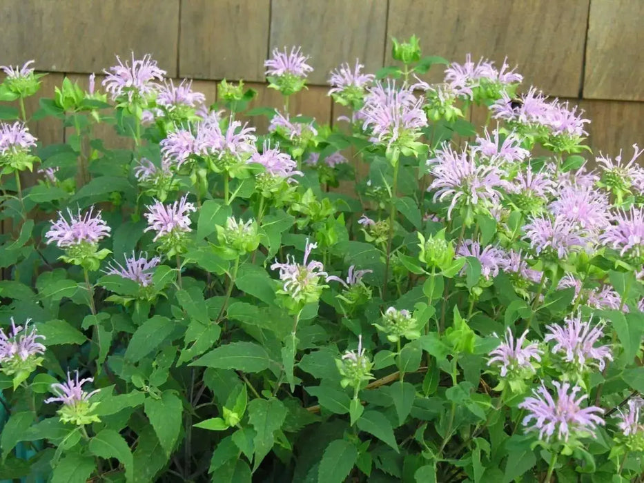 Wild Bergamot (Bee Balm Seeds,) - Perennial herb - Caribbean garden seed
