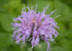 Wild Bergamot (Bee Balm Seeds,) - Perennial herb - Caribbean garden seed