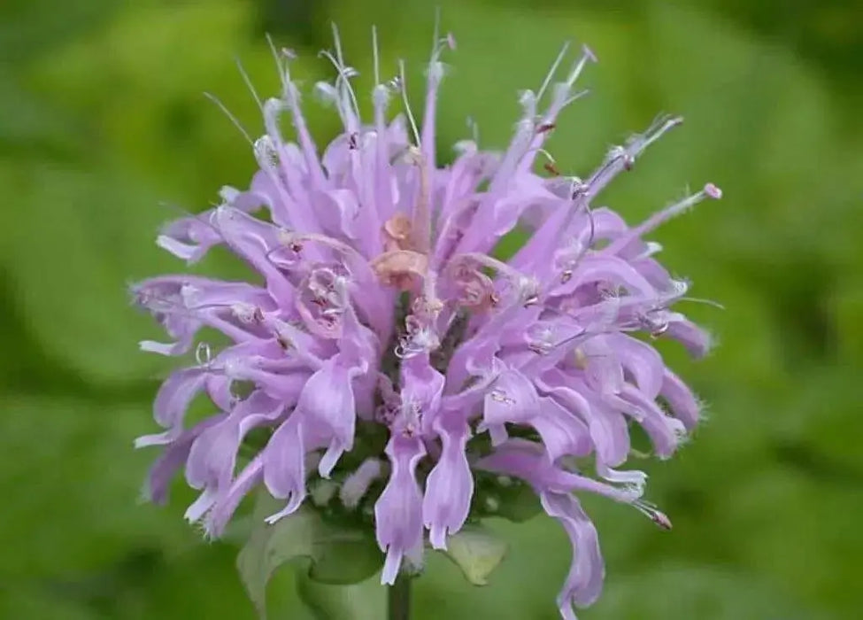 Wild Bergamot (Bee Balm Seeds,) - Perennial herb - Caribbean garden seed