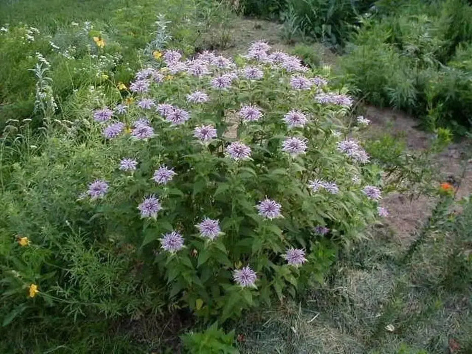Wild Bergamot (Bee Balm Seeds,) - Perennial herb - Caribbean garden seed
