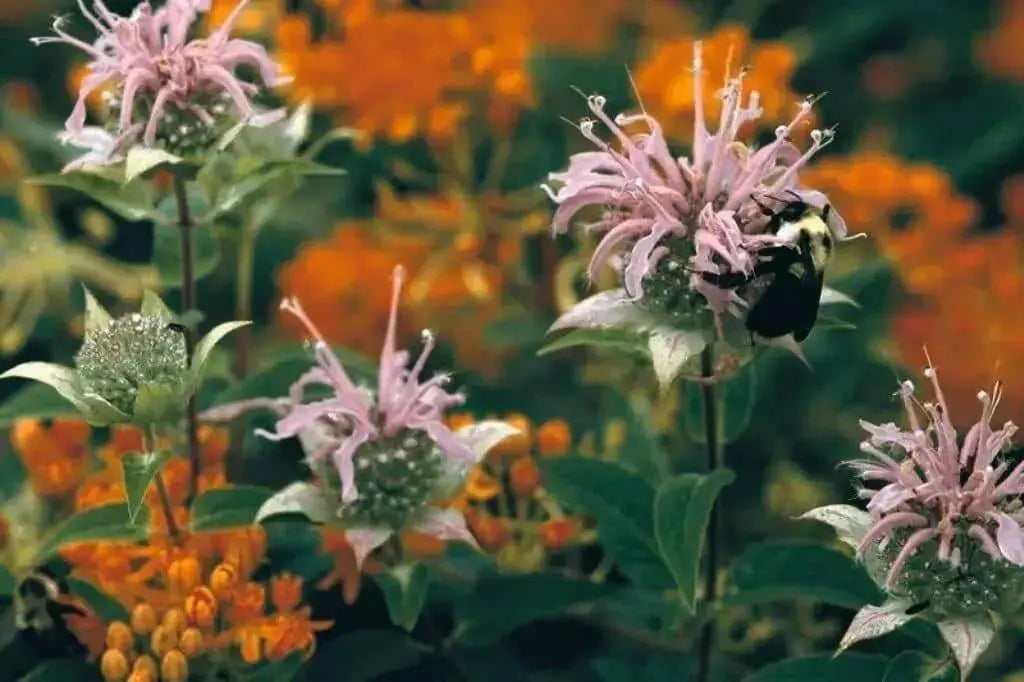 Wild Bergamot (Bee Balm Seeds,) - Perennial herb - Caribbean garden seed