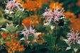 Wild Bergamot (Bee Balm Seeds,) - Perennial herb - Caribbean garden seed