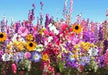 Wildflowers - Shady Lane Mix - Different Species ,Annual /Perennial - Caribbean garden seed