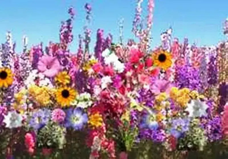 Wildflowers - Shady Lane Mix - Different Species ,Annual /Perennial - Caribbean garden seed