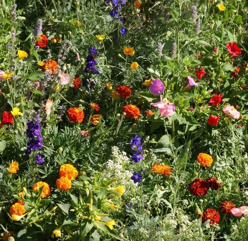 Wildflowers - Shady Lane Mix - Different Species ,Annual /Perennial - Caribbean garden seed