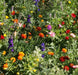 Wildflowers - Shady Lane Mix - Different Species ,Annual /Perennial - Caribbean garden seed