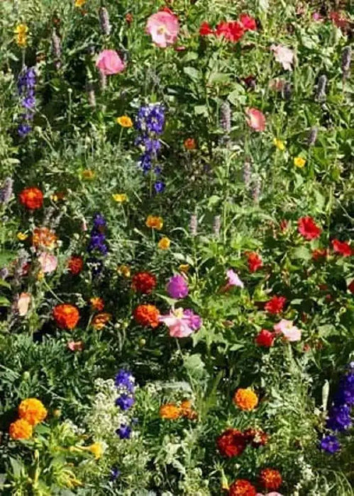 Wildflowers - Shady Lane Mix - Different Species ,Annual /Perennial - Caribbean garden seed