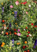 Wildflowers - Shady Lane Mix - Different Species ,Annual /Perennial - Caribbean garden seed
