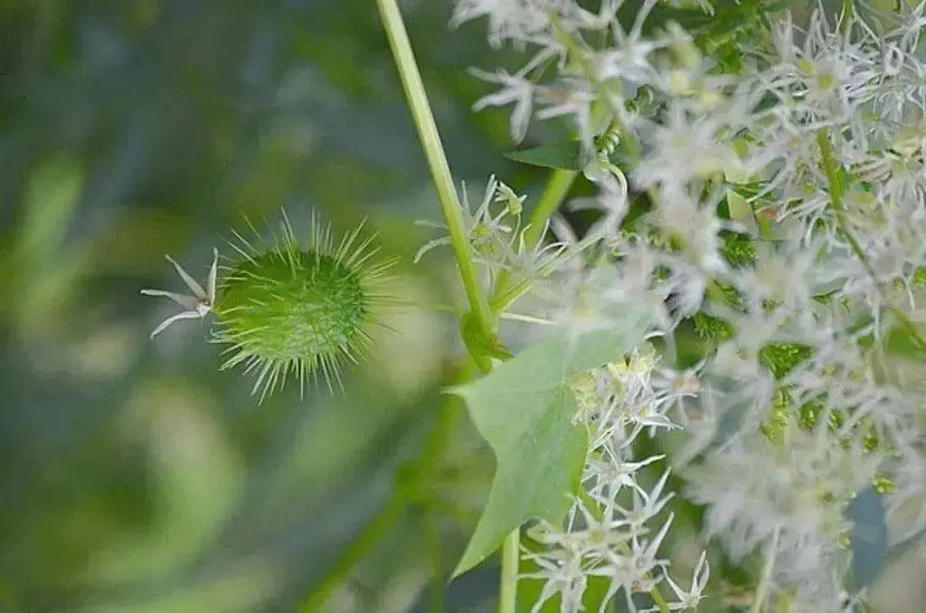 Wild Cucumber (Echinocystis lobata) Annual VINE - Caribbean garden seed