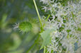 Wild Cucumber (Echinocystis lobata) Annual VINE - Caribbean garden seed