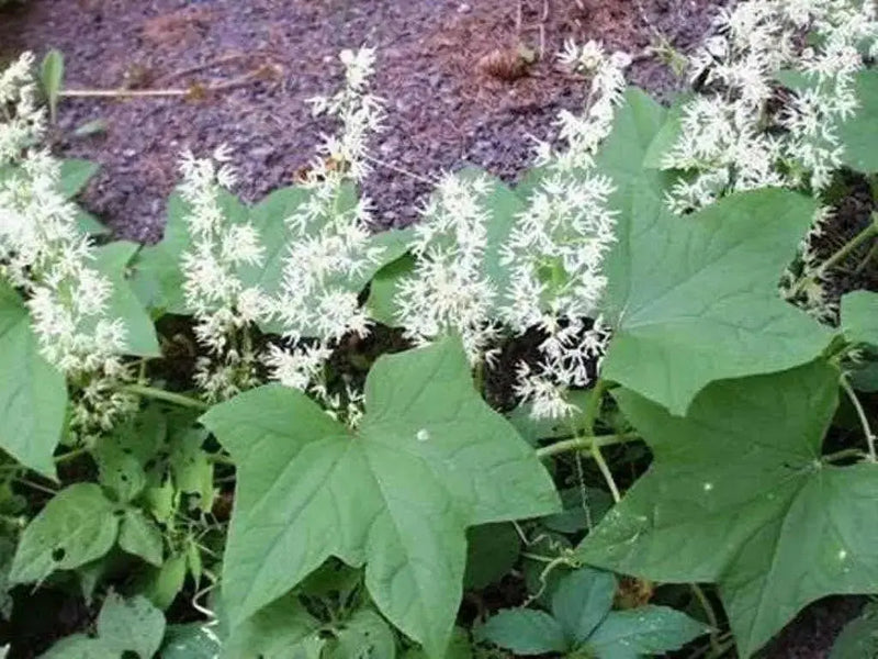 Wild Cucumber (Echinocystis lobata) Annual VINE - Caribbean garden seed