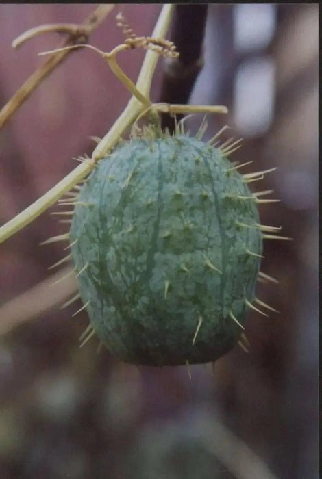 Wild Cucumber (Echinocystis lobata) Annual VINE - Caribbean garden seed
