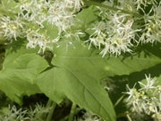 Wild Cucumber (Echinocystis lobata) Annual VINE - Caribbean garden seed