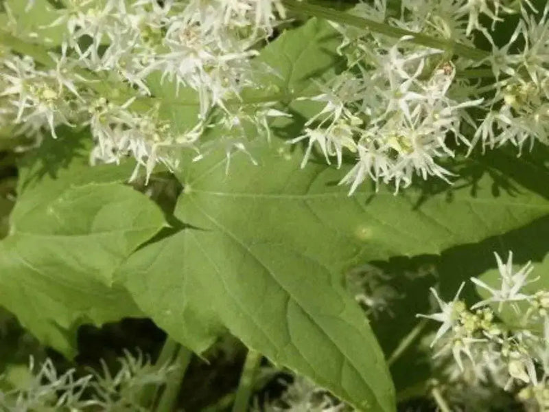 Wild Cucumber (Echinocystis lobata) Annual VINE - Caribbean garden seed