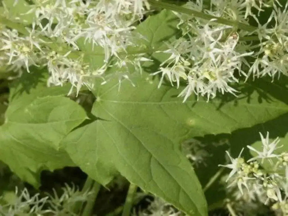 Wild Cucumber (Echinocystis lobata) Annual VINE - Caribbean garden seed