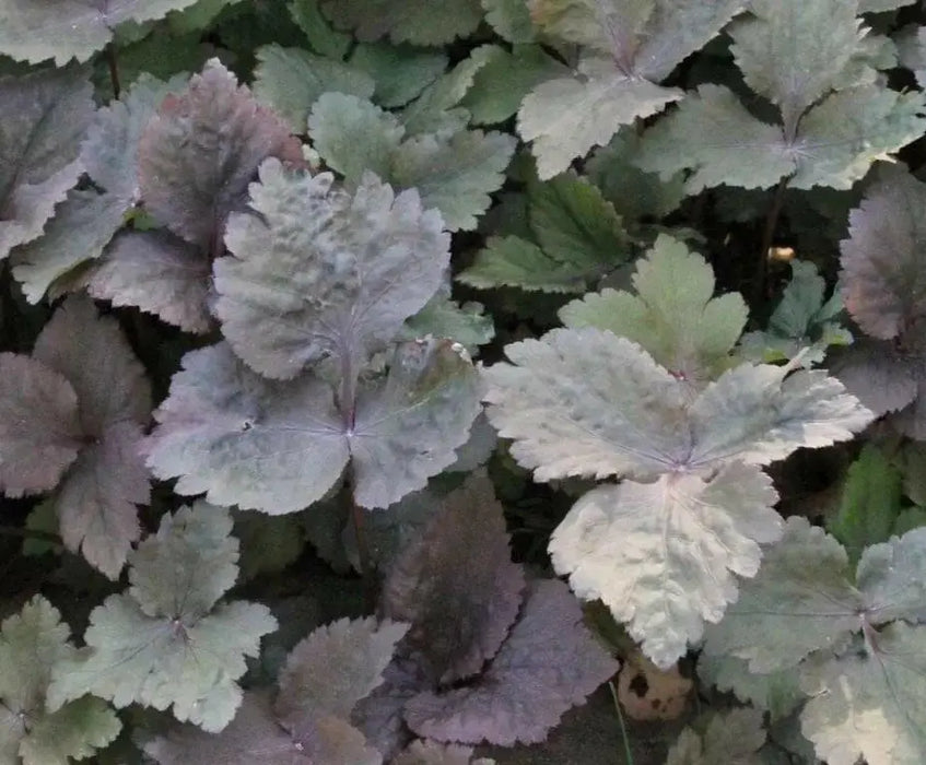 Wild Japanese Parsley SEEDS,(Cryptotaenia japonica var. atropurpurea) - Caribbean garden seed