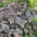 Wild Japanese Parsley SEEDS,(Cryptotaenia japonica var. atropurpurea) - Caribbean garden seed
