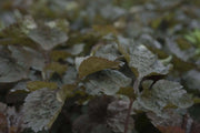 Wild Japanese Parsley SEEDS,(Cryptotaenia japonica var. atropurpurea) - Caribbean garden seed