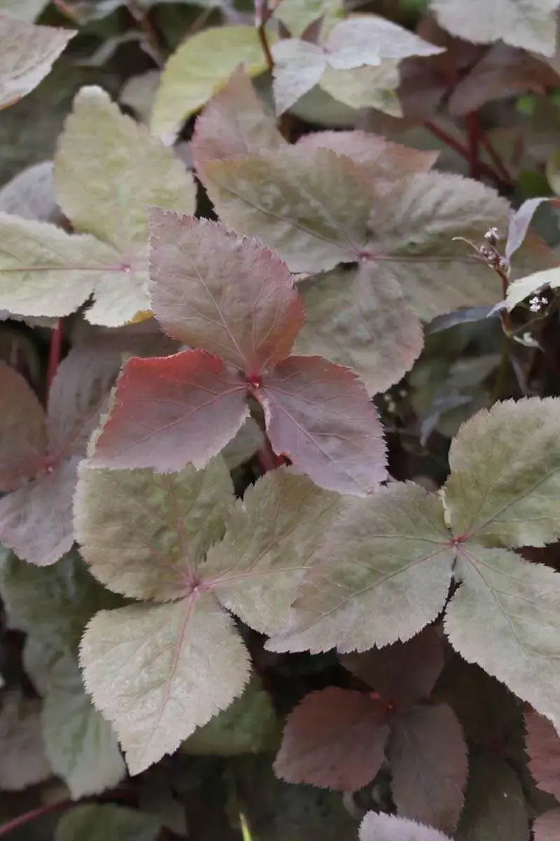 Wild Japanese Parsley SEEDS,(Cryptotaenia japonica var. atropurpurea) - Caribbean garden seed