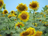 Wild Sunflower Seeds, Heirloom, Flower Seeds - Caribbean garden seed