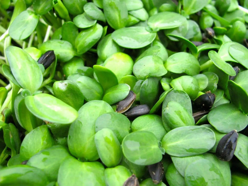 Wild Sunflower Seeds, Heirloom, Flower Seeds - Caribbean garden seed