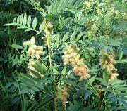 Wild Licorice  SEEDS, (Glycyrrhiza Lepidota) medicinal herb - Caribbean garden seed