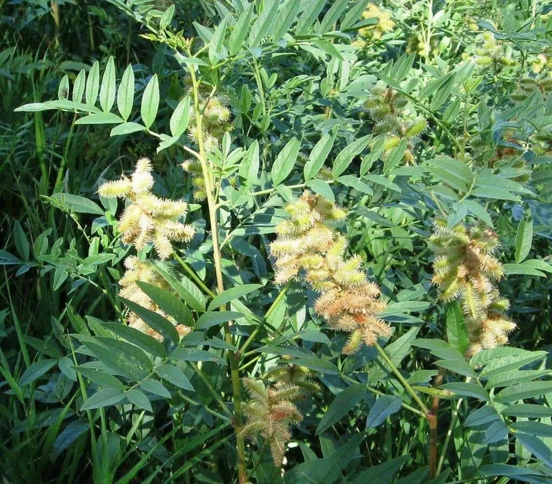 Wild Licorice  SEEDS, (Glycyrrhiza Lepidota) medicinal herb - Caribbean garden seed