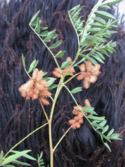 Wild Licorice  SEEDS, (Glycyrrhiza Lepidota) medicinal herb - Caribbean garden seed