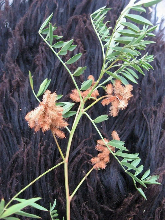 Wild Licorice  SEEDS, (Glycyrrhiza Lepidota) medicinal herb - Caribbean garden seed